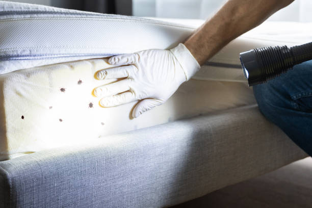 Best Flea Control Services  in Troup, TX